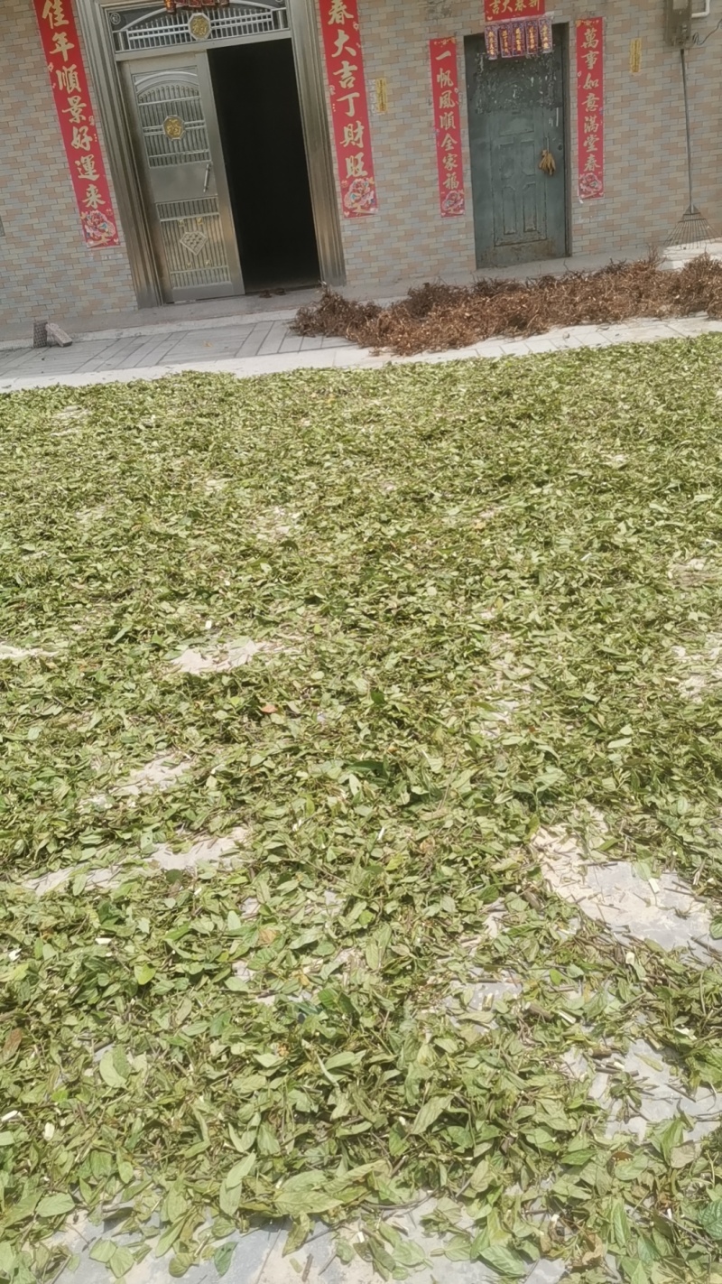 葫芦茶叶子