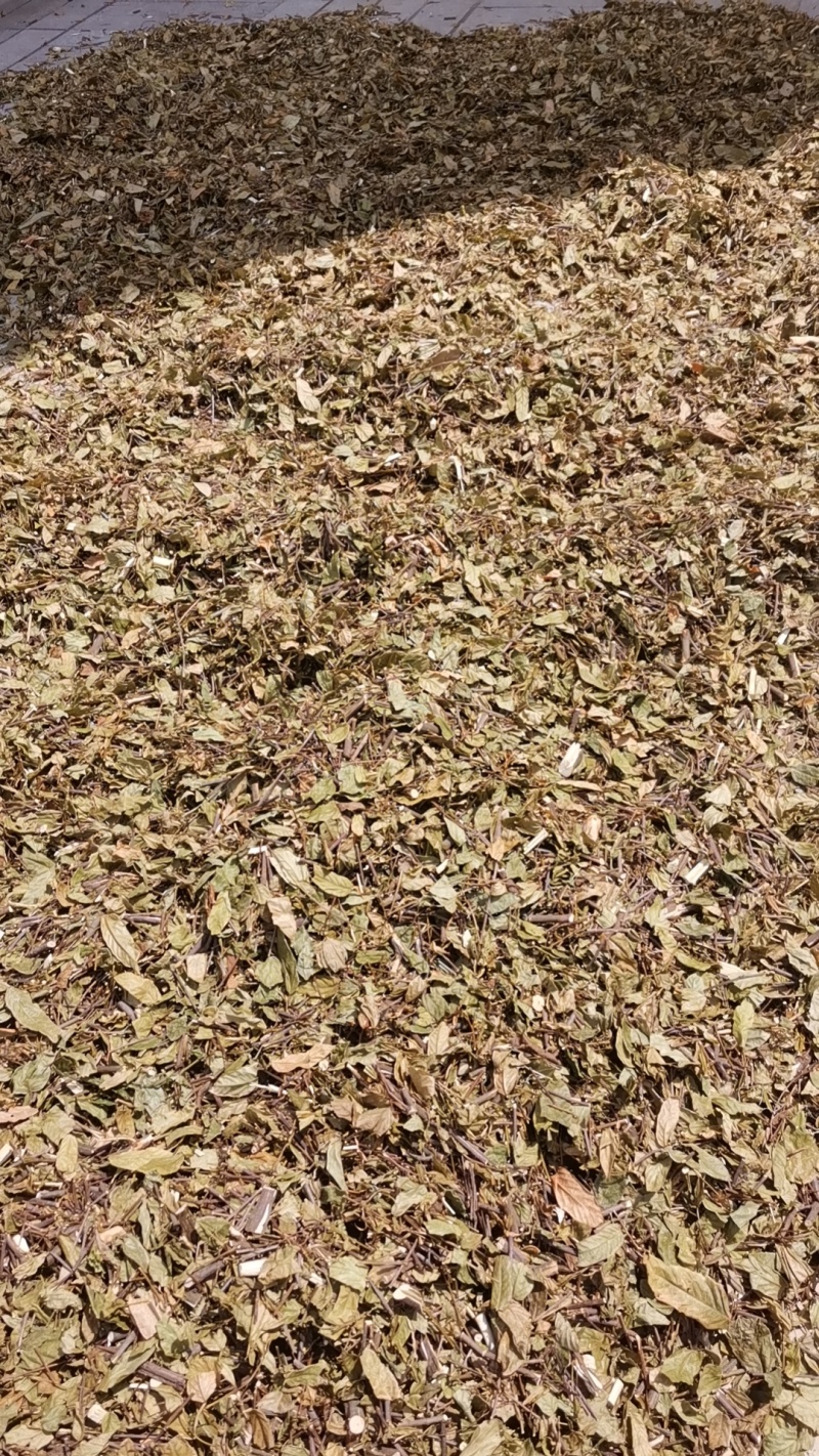 葫芦茶叶子