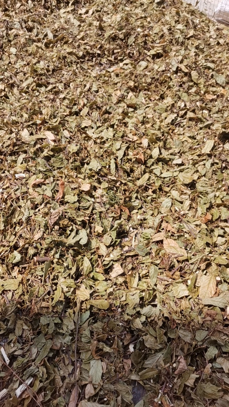 葫芦茶叶子
