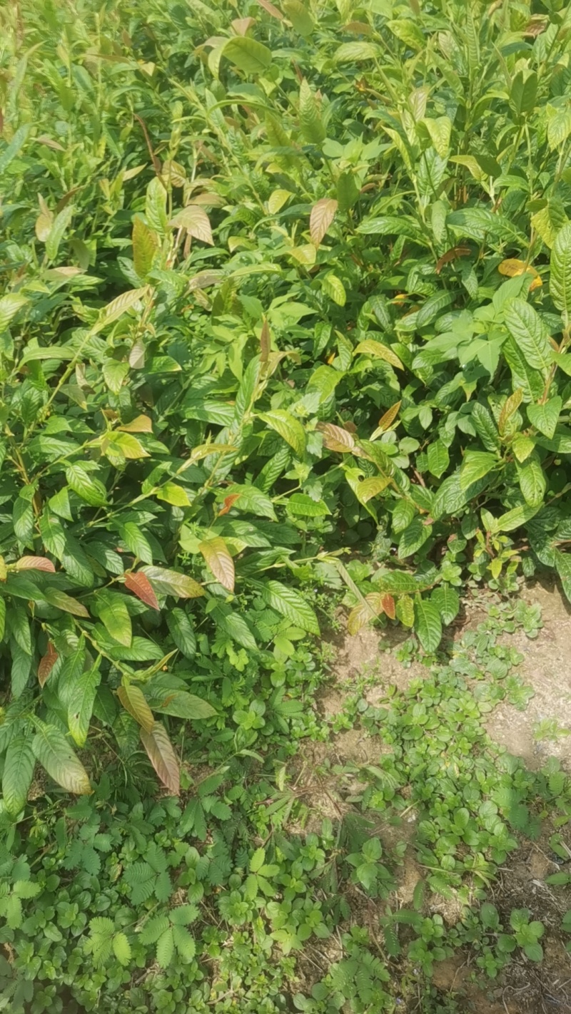 葫芦茶叶子