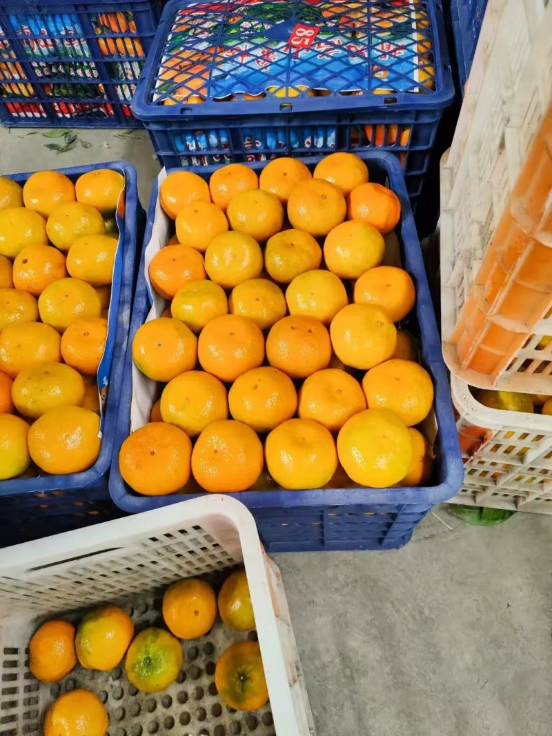 湖北蜜橘大量上市品质保证一手货源量大从优