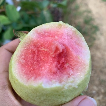 珍珠番石榴西瓜红心芭乐质量有保障欢迎线上线下实地考察