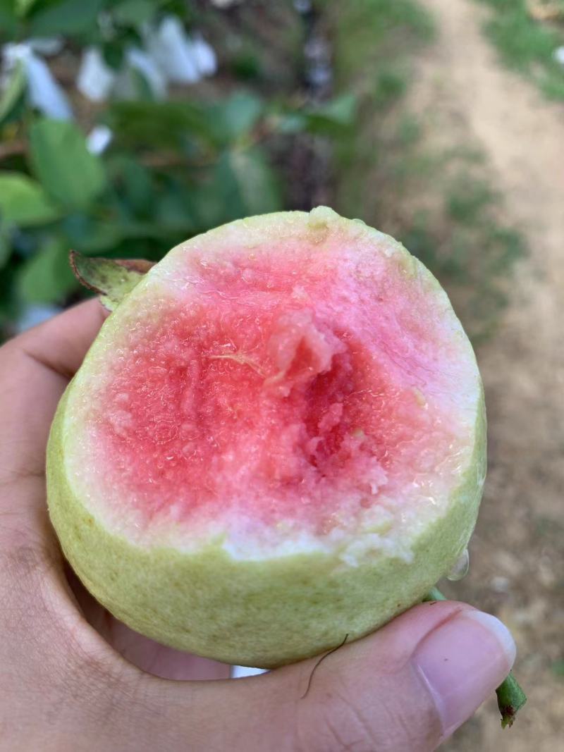 珍珠番石榴西瓜红心芭乐质量有保障欢迎线上线下实地考察