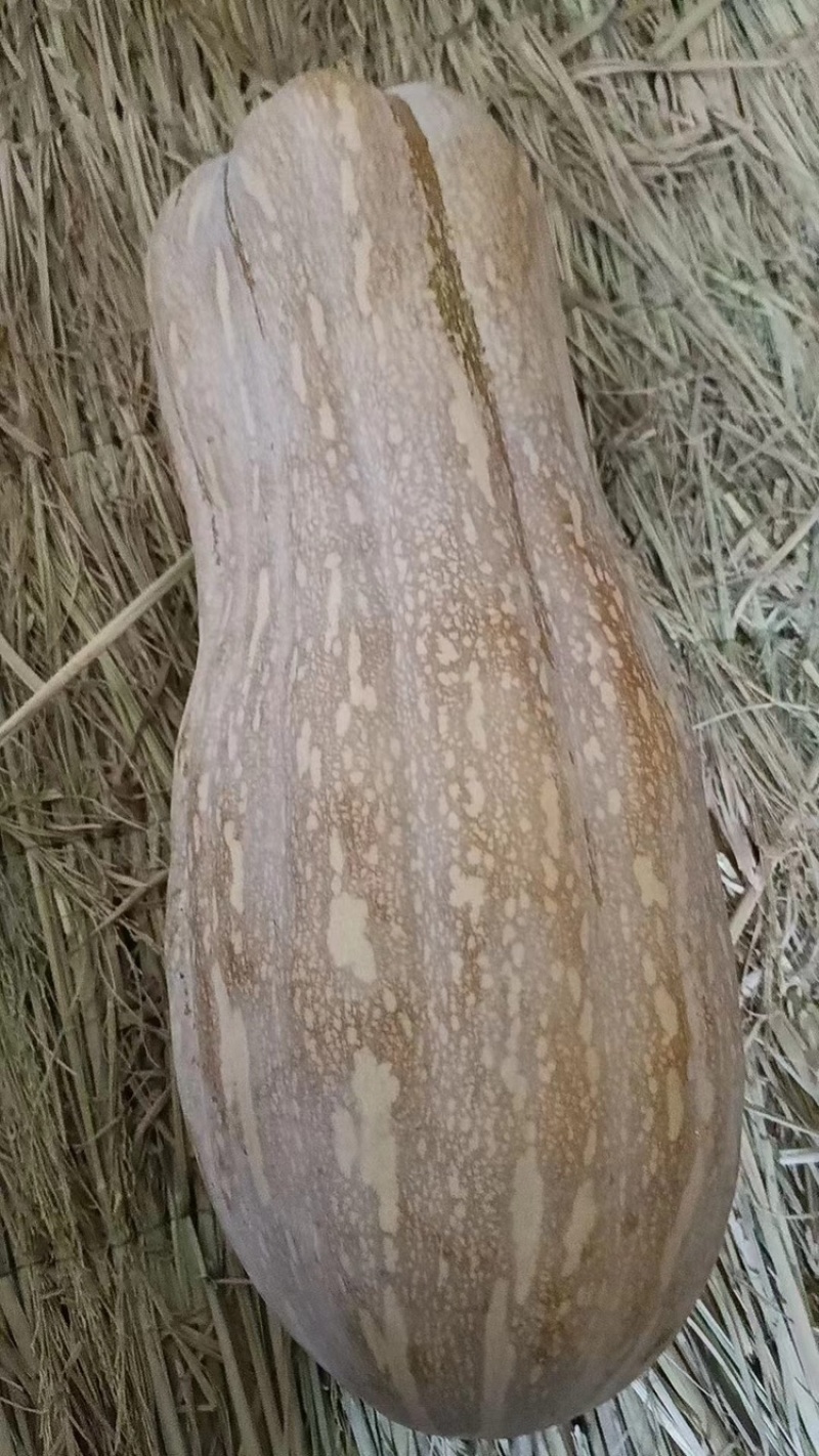湖北晚秋山地密本南瓜大量出货规格齐全保质保量