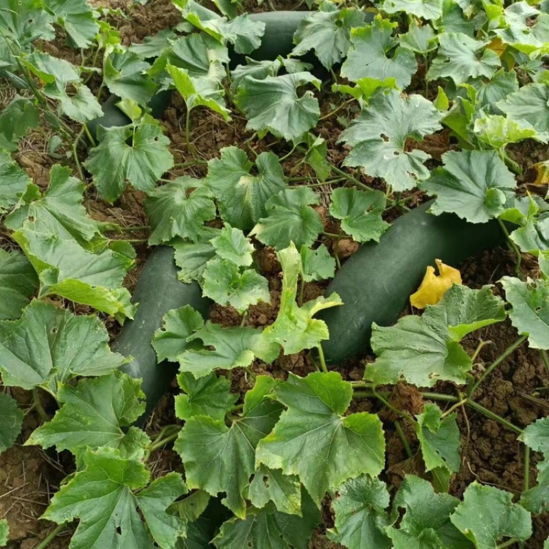 湖北宜城冬瓜青皮晚茬冬瓜大量上市全国发货欢迎咨询