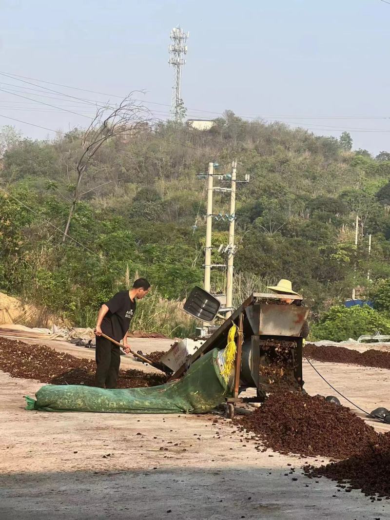 【推荐】产地批发八角米/八角种子品质保证足干常年供应