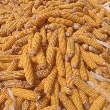 精品玉米棒