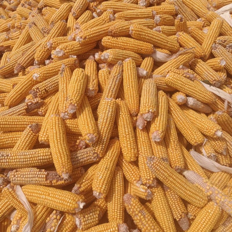精品玉米棒