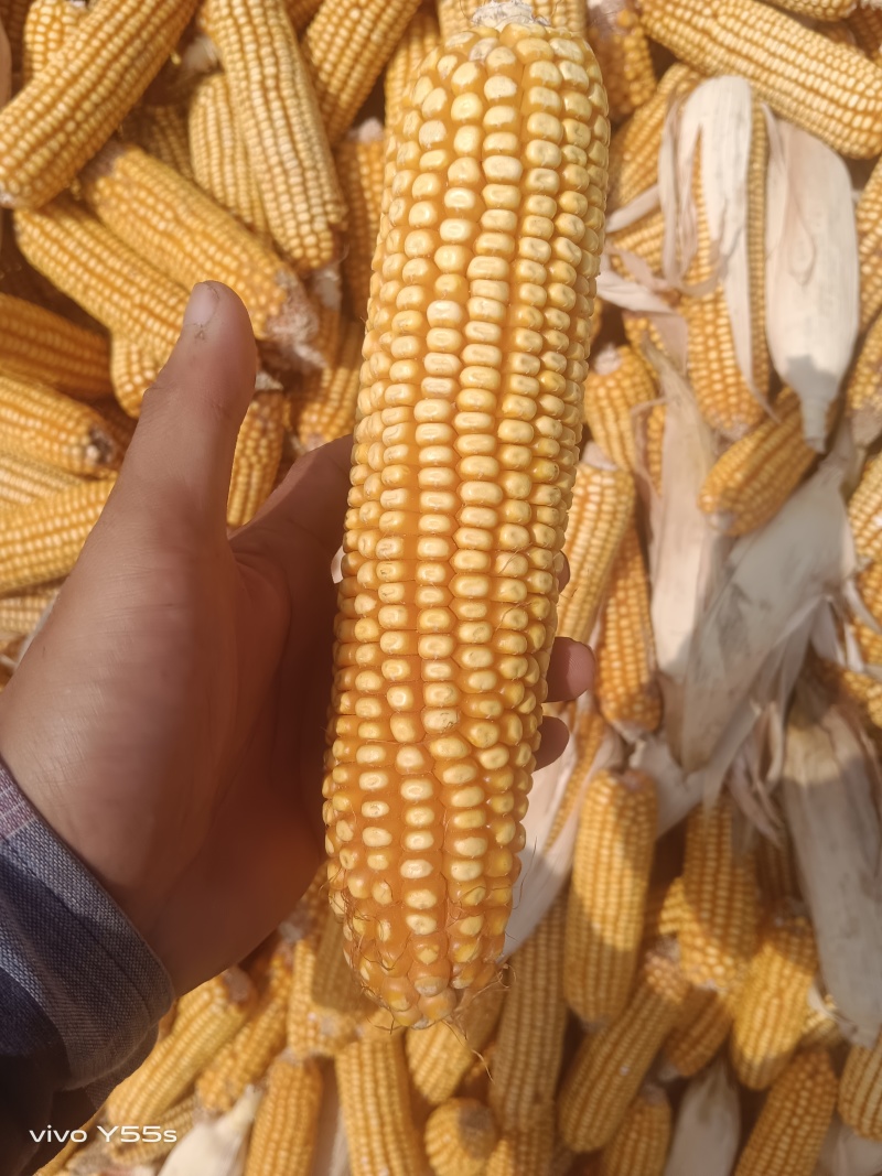 精品玉米棒