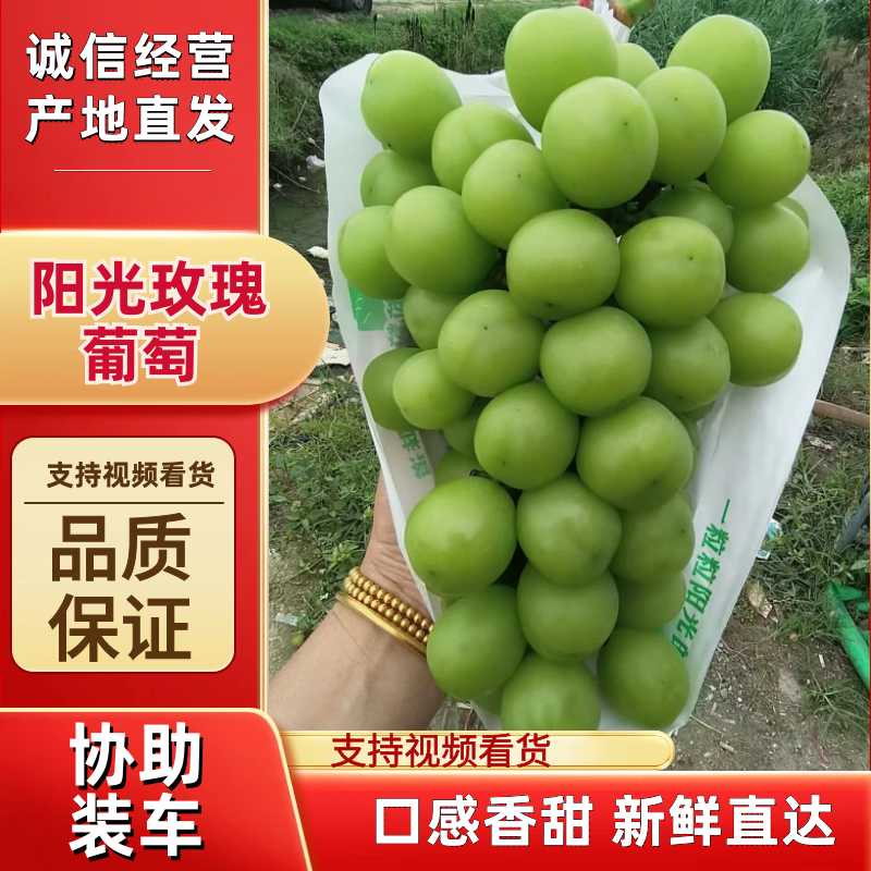 阳光玫瑰葡萄颗粒饱满糖度高产地供应对接各批发市场