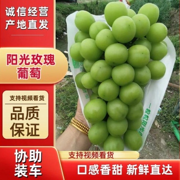 阳光玫瑰葡萄颗粒饱满糖度高产地供应对接各批发市场