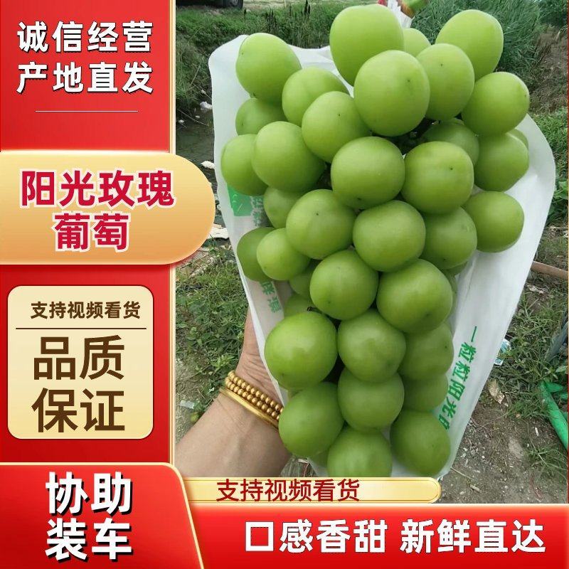 阳光玫瑰葡萄颗粒饱满糖度高产地供应对接各批发市场