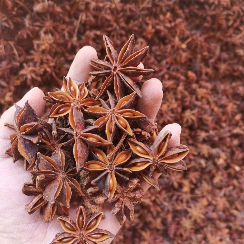 【实力商家】春花八角产地批发自然晾晒物美价廉质优