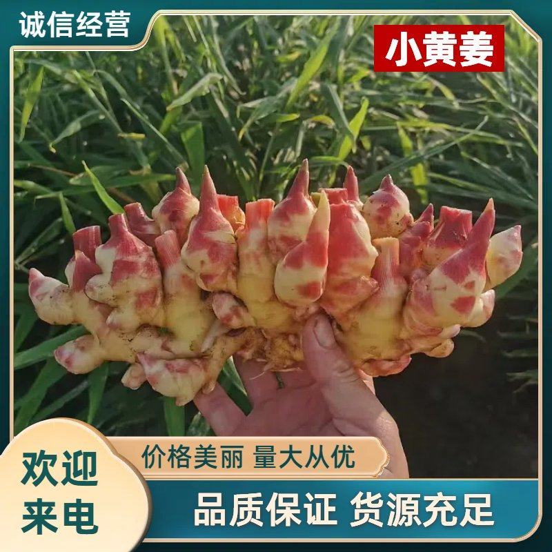 山东优质小黄姜产地直销，货源充足，全国发货，保质保量