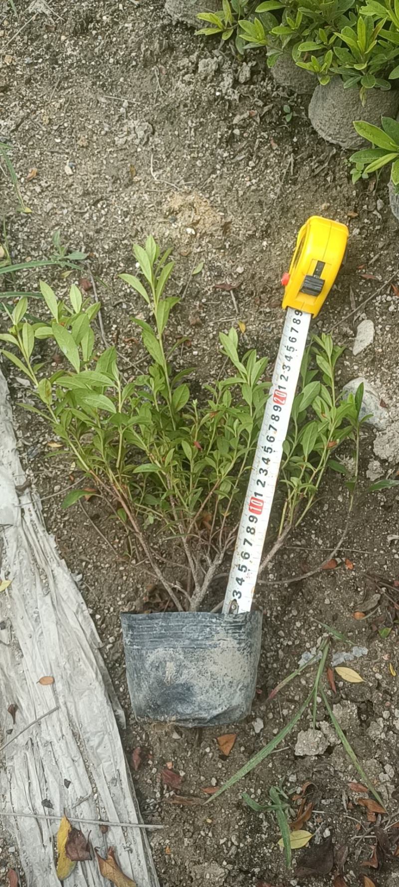 毛杜鹃13大杯苗