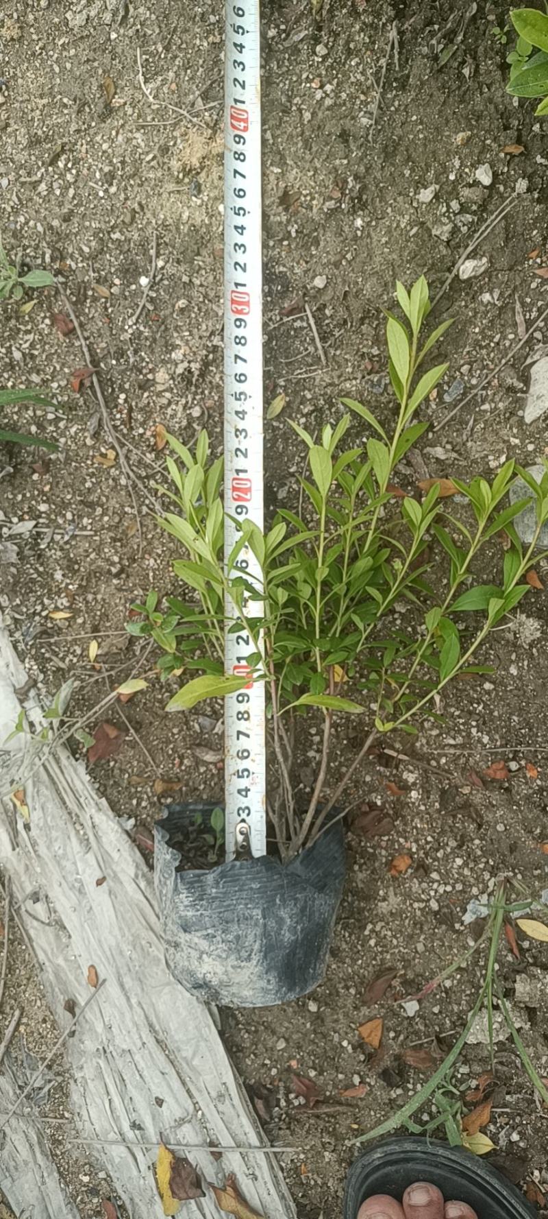 毛杜鹃13大杯苗