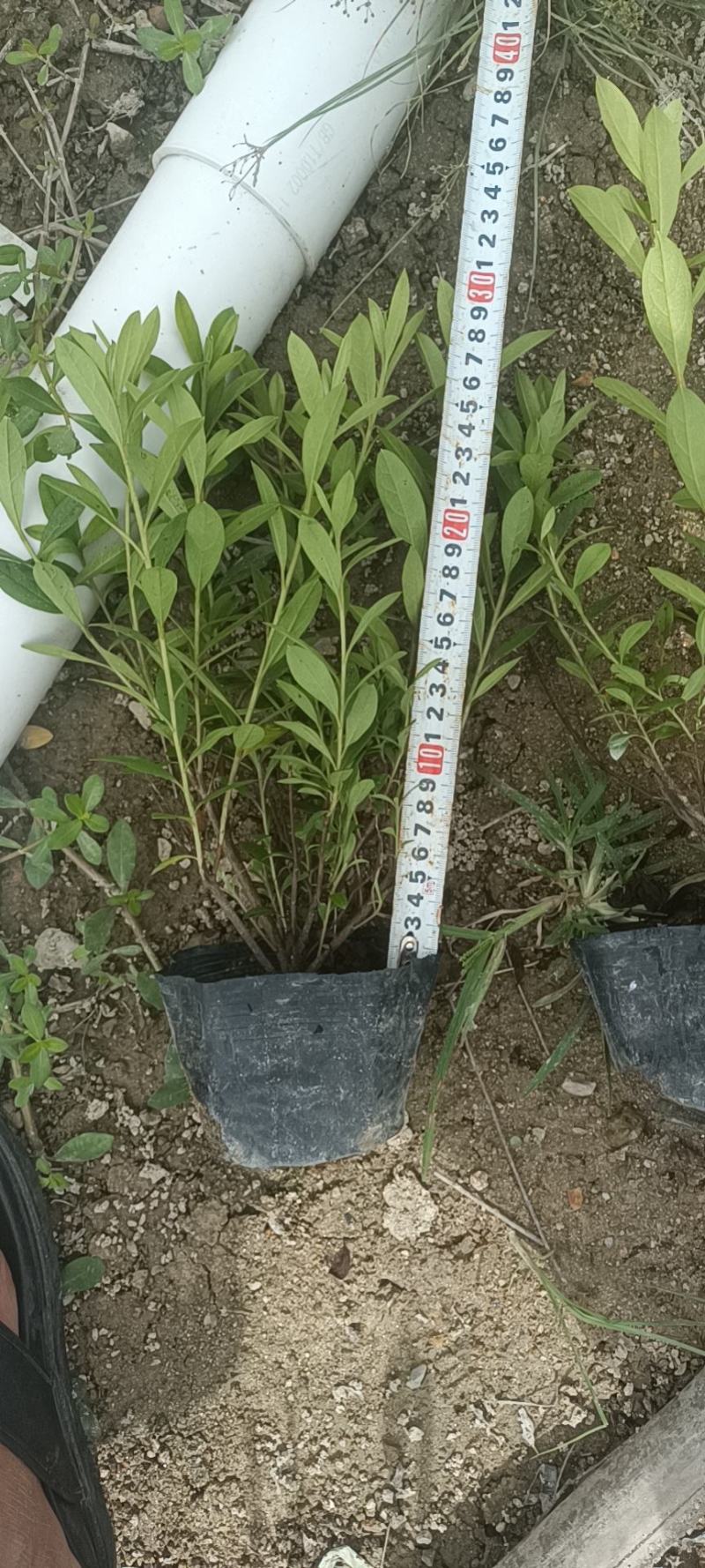 毛杜鹃13大杯苗