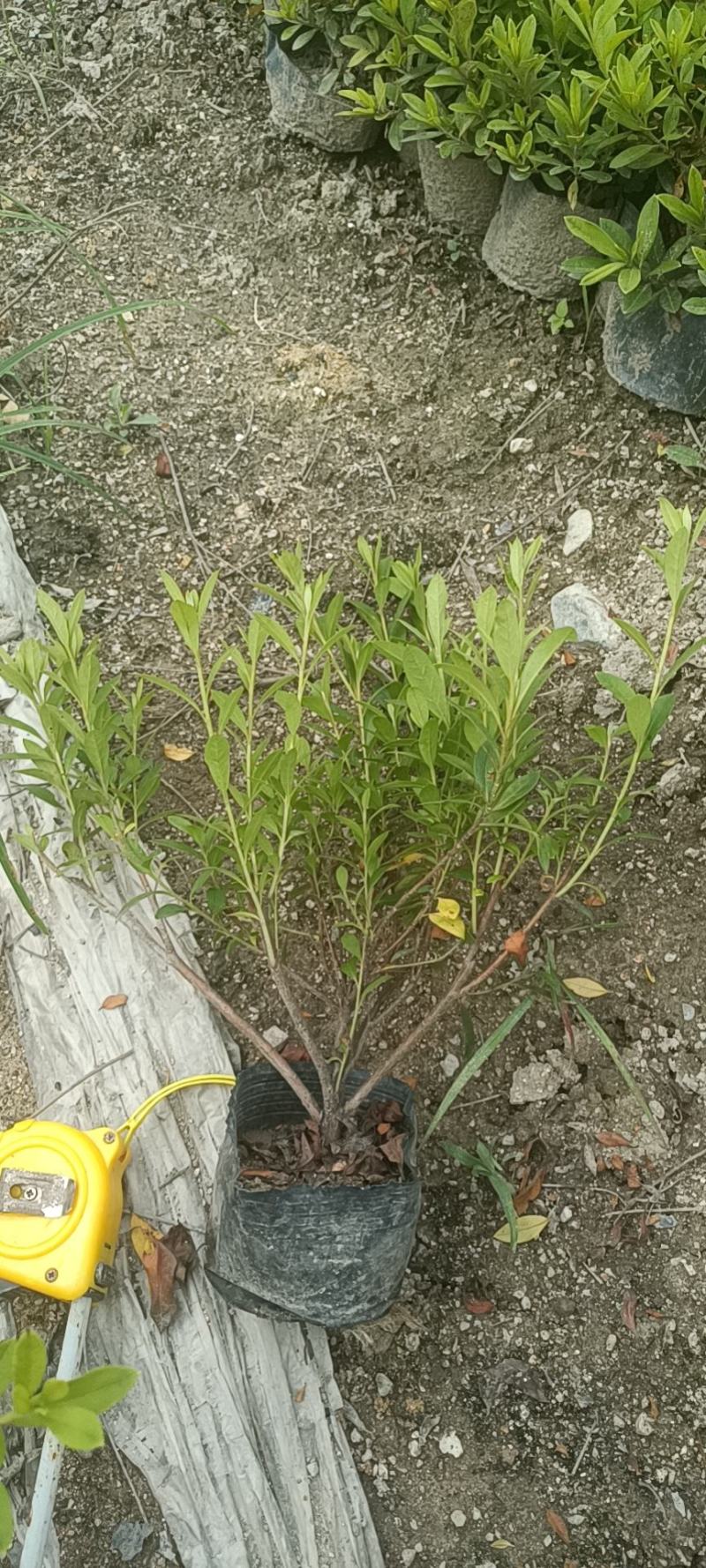 毛杜鹃13大杯苗