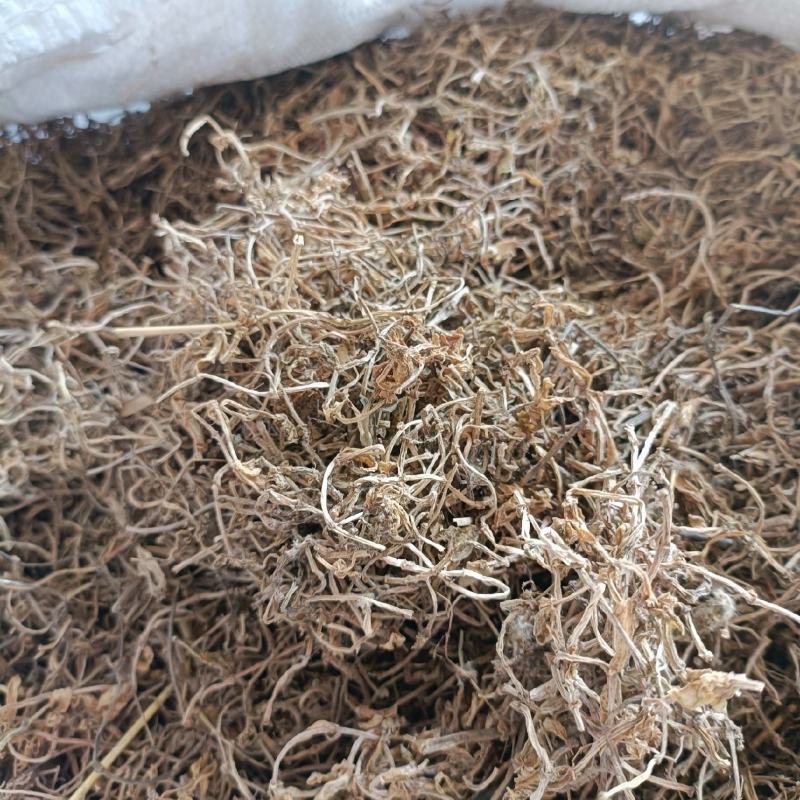 垂盆草干货数量不多批发零售均可