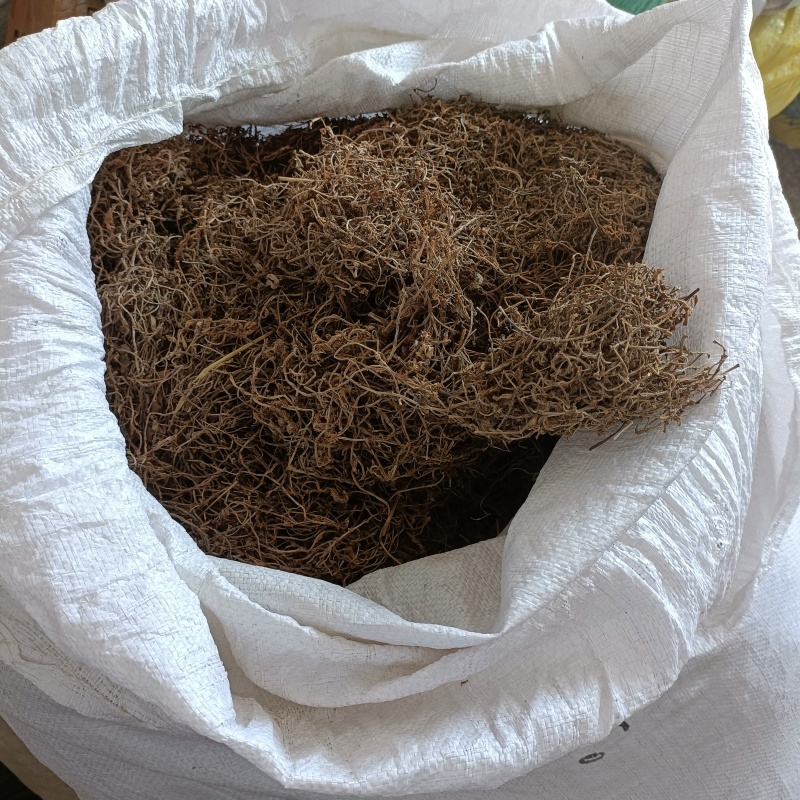 垂盆草干货数量不多批发零售均可