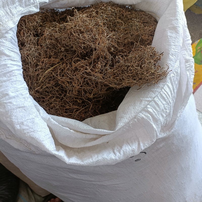 垂盆草干货数量不多批发零售均可