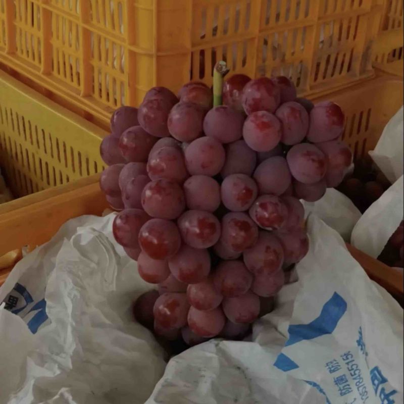 【大小串都有】陕西渭南蒲城红提承接加工电商社区团购落地配直播