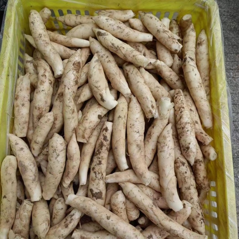 竹芋竹薯冬粉薯