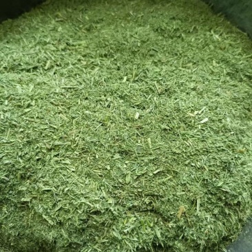 苜蓿草粉紫花苜蓿草粉