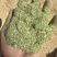 苜蓿草粉紫花苜蓿草粉