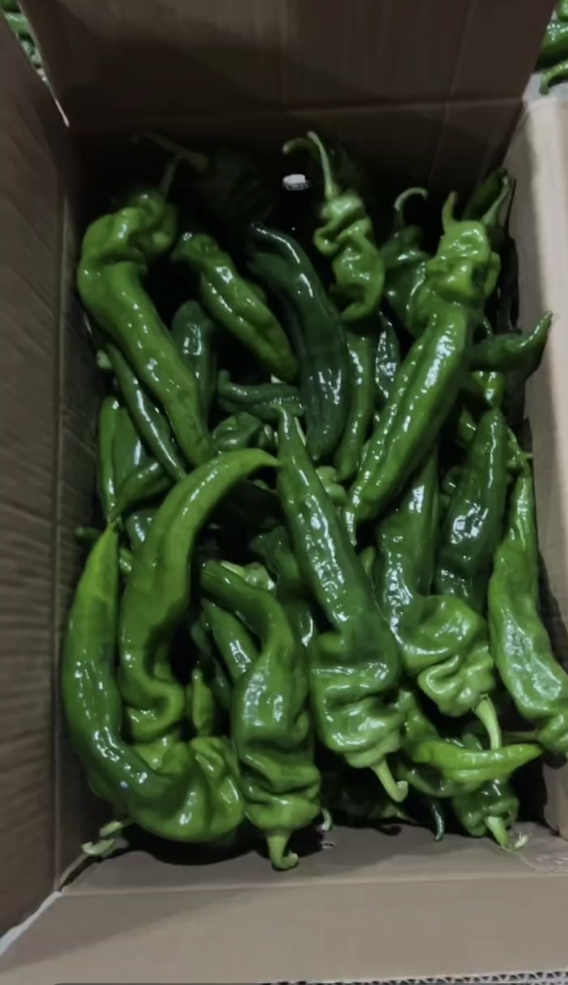 陕西产地源头供应大螺丝椒，小螺丝椒，螺线椒，线椒，二荆条