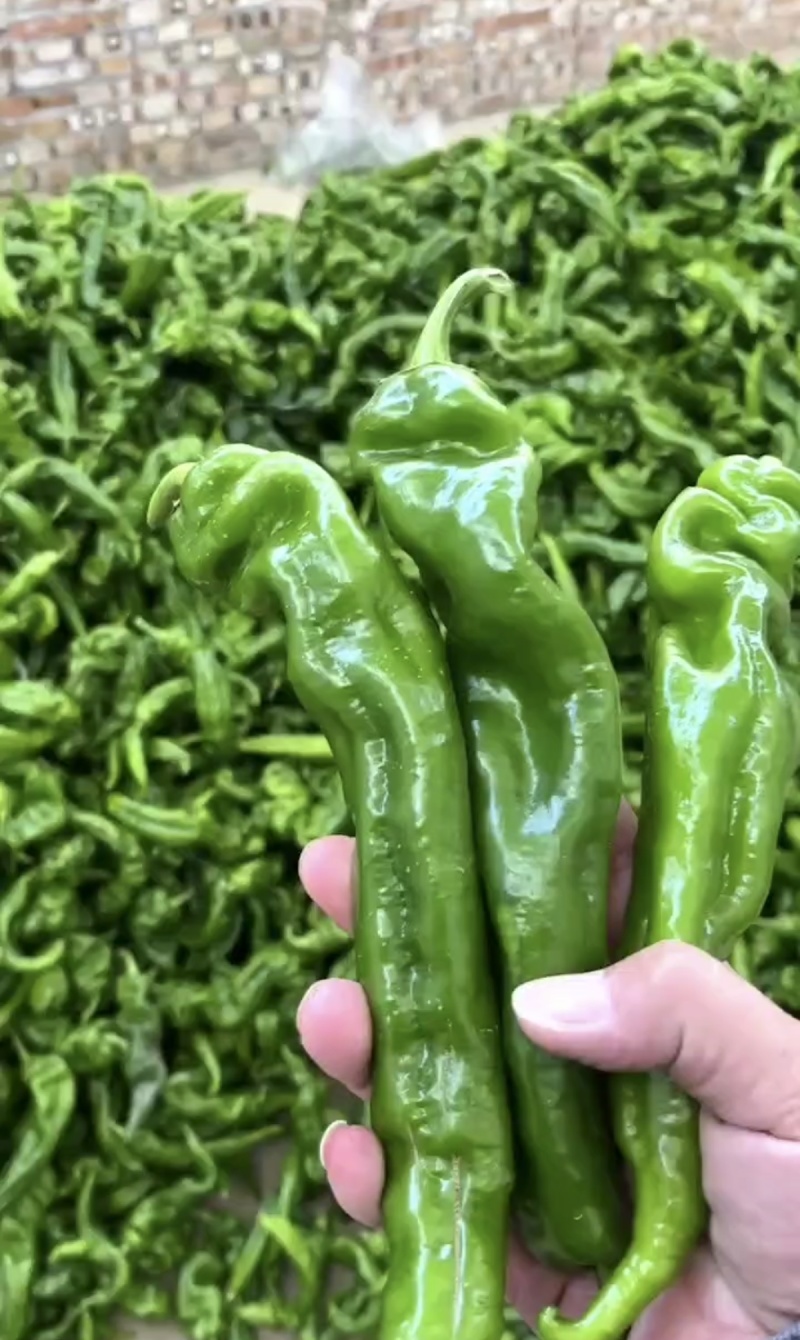 陕西产地源头供应大螺丝椒，小螺丝椒，螺线椒，线椒，二荆条