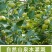 青苹果一件也发新鲜当季小青苹果整箱