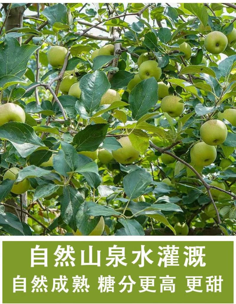 青苹果一件也发新鲜当季小青苹果整箱