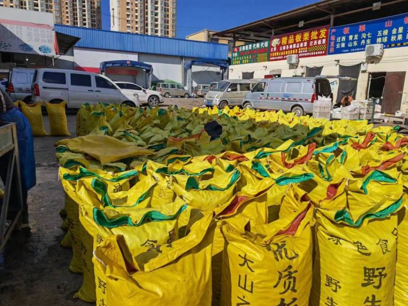 云南野生栗子板栗迁西板栗3113板栗货源充足炒货专用