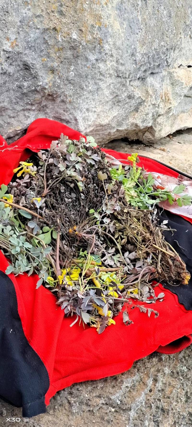 人工种植培养岩黄连