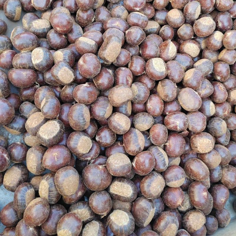 迁西板栗软糯香甜产地直发一手货源保质保量炒货专用量大价优