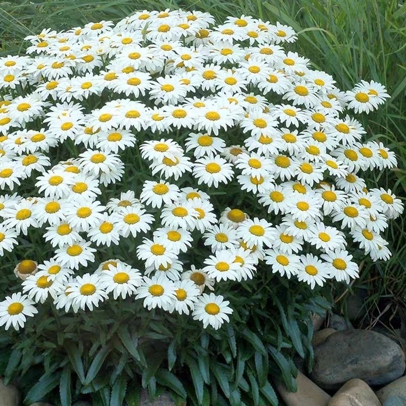 大滨菊种子
