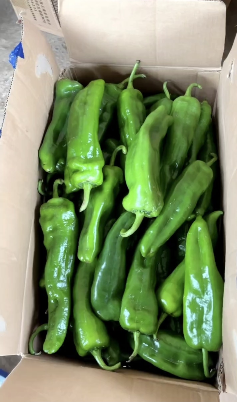 陕西产地源头供应泡椒，青皮尖椒，黄皮尖椒，线椒，二荆条等