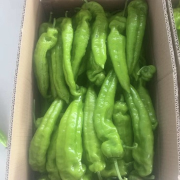 陕西产地源头供应泡椒，青皮尖椒，黄皮尖椒，线椒，二荆条等