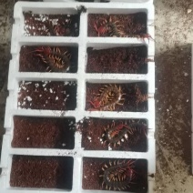蜈蚣种虫一条30块