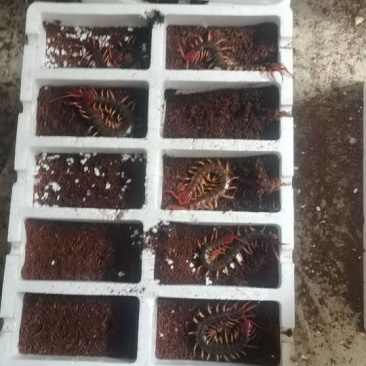 蜈蚣种虫一条30块