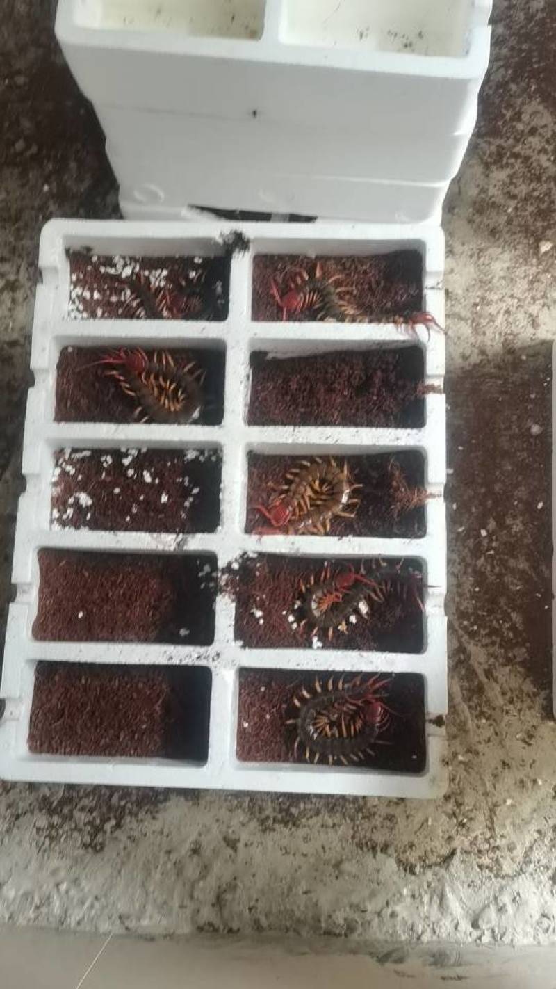 蜈蚣种虫一条30块