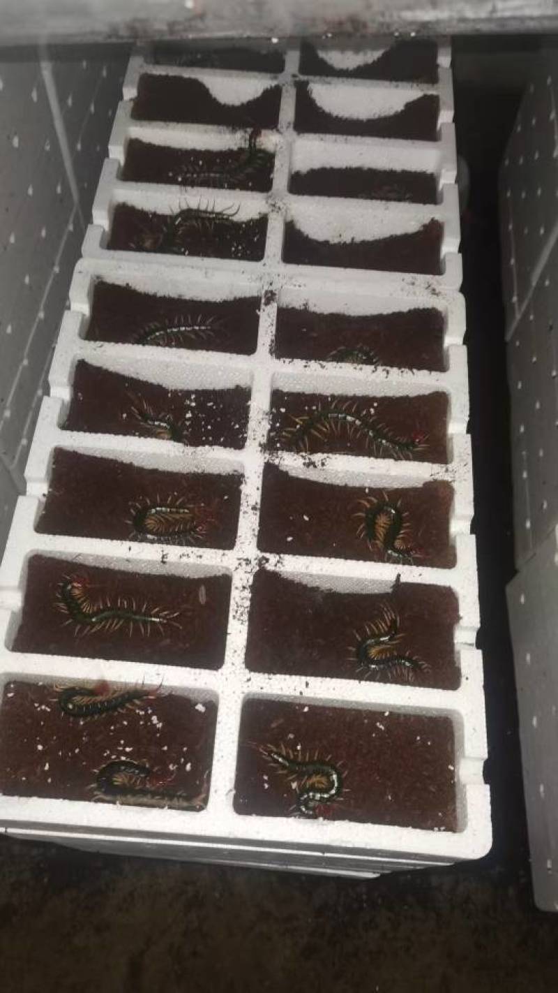 蜈蚣种虫一条30块