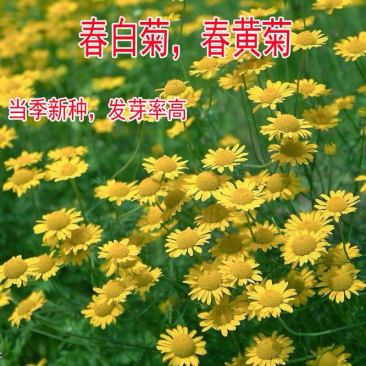 春黄菊种子