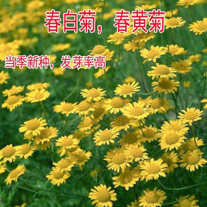 春黄菊种子