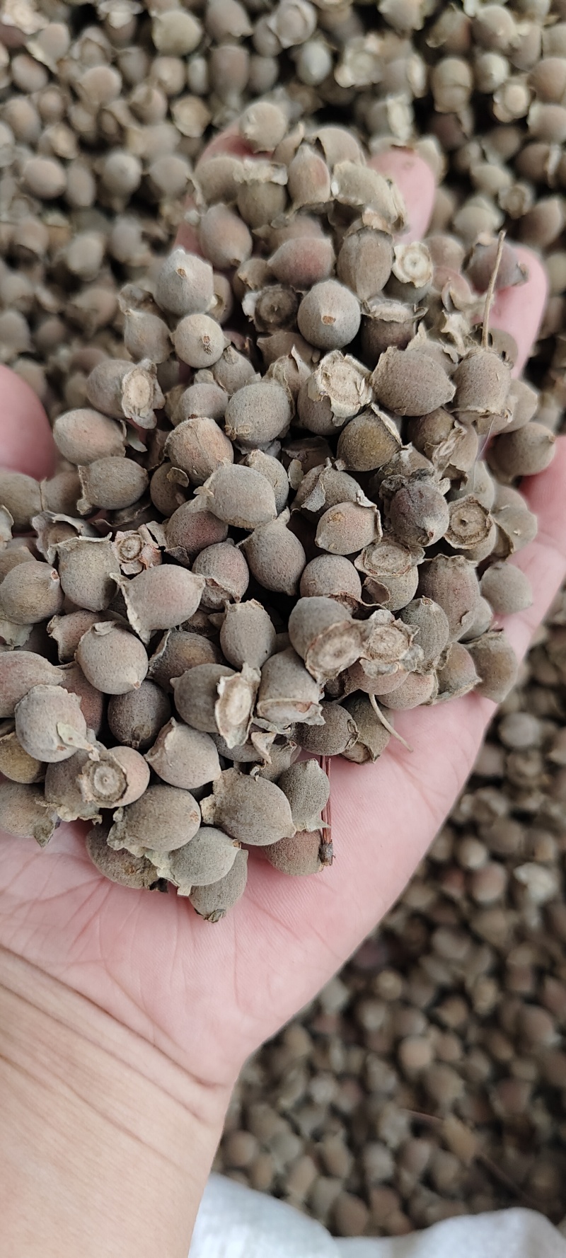 广西稔子干大量供应支持零售批发，诚信经营，一手货源。