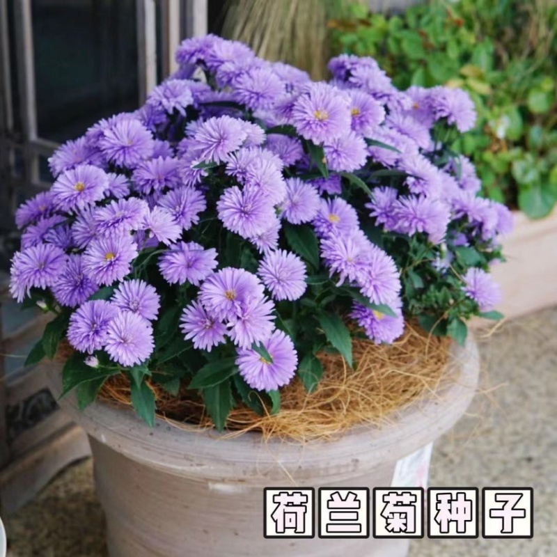 荷兰菊种子