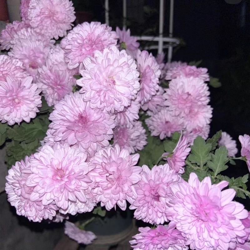 荷兰菊种子
