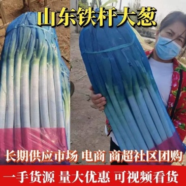 葱大葱铁杆山东临沂费县葱信良心果蔬供应链