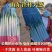 葱大葱铁杆山东临沂费县葱信良心果蔬供应链